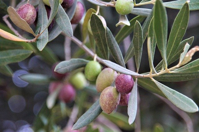 Muat turun percuma Olives Olivenast Olive Tree - foto atau gambar percuma untuk diedit dengan editor imej dalam talian GIMP