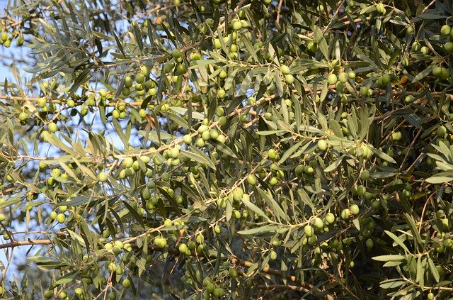Free download Olives Olivo Oil -  free photo or picture to be edited with GIMP online image editor