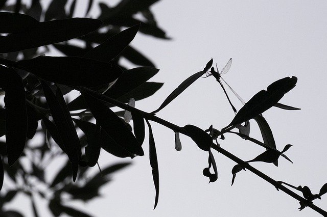Free picture Olive Tree Leaves Insect -  to be edited by GIMP free image editor by OffiDocs