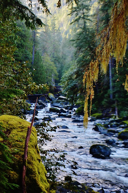 Muat turun percuma gambar percuma pemandangan olimpik np washington pnw untuk diedit dengan editor imej dalam talian percuma GIMP