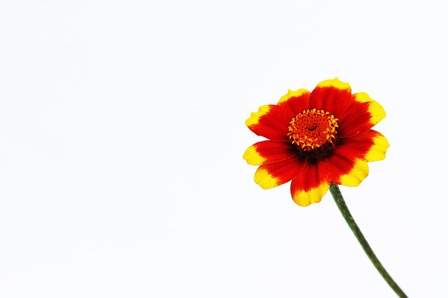 Gratis download One Orange Flower - gratis foto of afbeelding om te bewerken met GIMP online afbeeldingseditor
