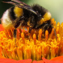 Ong lấy phấn hoa  screen for extension Chrome web store in OffiDocs Chromium