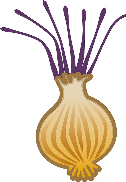 Free download Onion Allium Brown Bulb - Free vector graphic on Pixabay free illustration to be edited with GIMP free online image editor