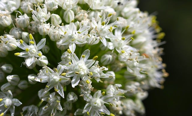 Free download onion blossom garden flower white free picture to be edited with GIMP free online image editor