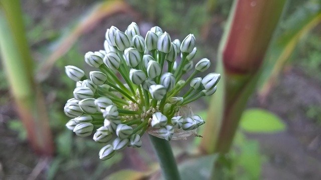 Muat turun percuma Onion Flower Nice - foto atau gambar percuma untuk diedit dengan editor imej dalam talian GIMP