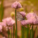 Onion flowers  screen for extension Chrome web store in OffiDocs Chromium