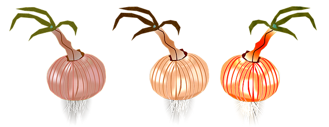 Free download Onion Onions Nature -  free illustration to be edited with GIMP free online image editor