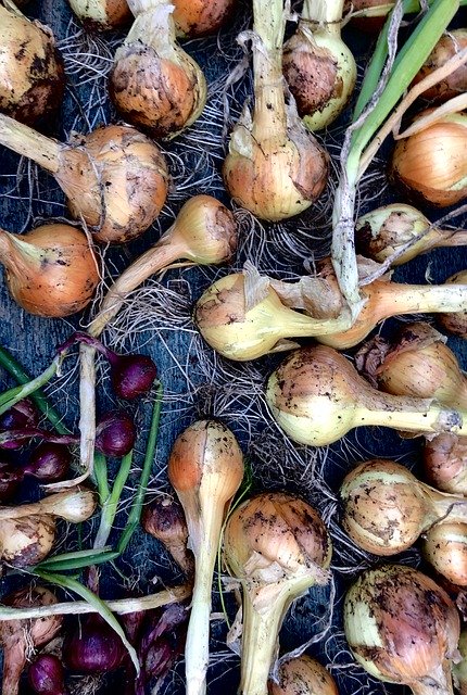 Muat turun percuma Onions Produce Onion - foto atau gambar percuma untuk diedit dengan editor imej dalam talian GIMP