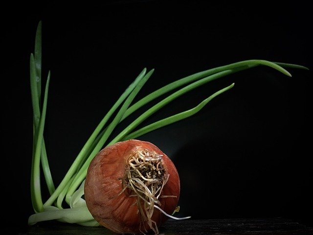 Bezpłatne pobieranie Onion Stems Outbreak - bezpłatne zdjęcie lub obraz do edycji za pomocą internetowego edytora obrazów GIMP