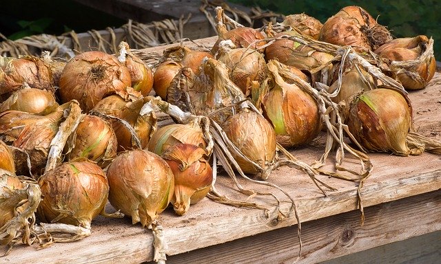 Muat turun percuma Onions Vegetables Food - foto atau gambar percuma untuk diedit dengan editor imej dalam talian GIMP