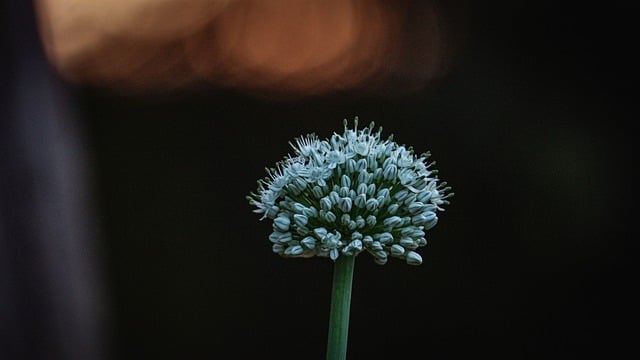 Free download onion vegetables flower bloom rose free picture to be edited with GIMP free online image editor