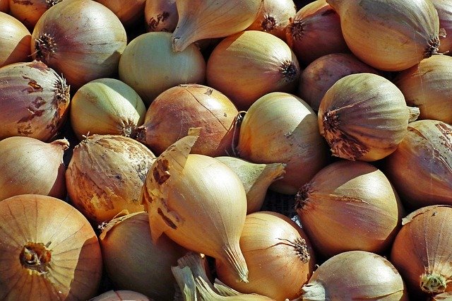 Free download Onion Vegetables Food -  free photo or picture to be edited with GIMP online image editor