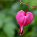 Open heart flower  screen for extension Chrome web store in OffiDocs Chromium