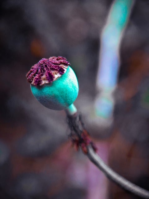 Free download opium poppy flower plant nature free picture to be edited with GIMP free online image editor