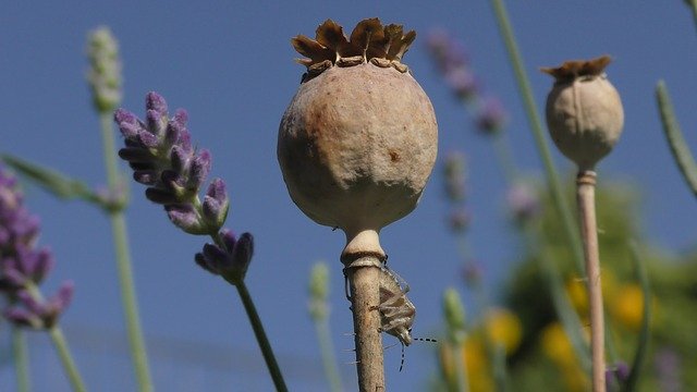 Free download Opium Poppy Mohngewaechs -  free photo or picture to be edited with GIMP online image editor