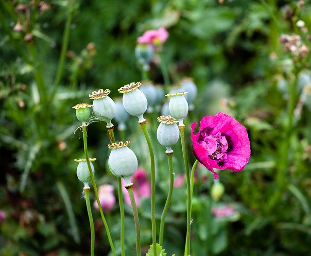 Bezpłatne pobieranie Opium Poppy Purple - darmowe zdjęcie lub obraz do edycji za pomocą internetowego edytora obrazów GIMP