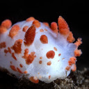 Orange and white snail  screen for extension Chrome web store in OffiDocs Chromium