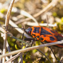 Orange Beetle  screen for extension Chrome web store in OffiDocs Chromium