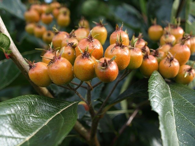 Free download Orange Berries Nature Rowan -  free photo or picture to be edited with GIMP online image editor