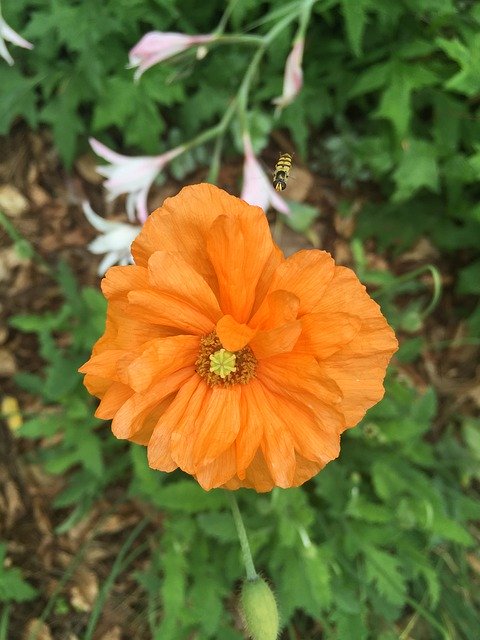 Free download Orange Bloom Flower -  free photo or picture to be edited with GIMP online image editor