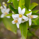 Orange Blossom – A Fragrance of Purity and Joy  screen for extension Chrome web store in OffiDocs Chromium