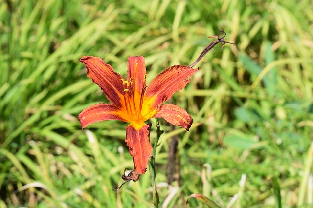 Free download Orange Blossom Drought -  free photo or picture to be edited with GIMP online image editor