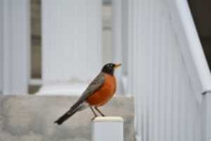 Free download Orange-breast Wonder free photo or picture to be edited with GIMP online image editor