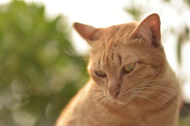 Free download Orange Cat Ginger Pet -  free photo or picture to be edited with GIMP online image editor