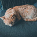 Orange Cat Lying on Chair  screen for extension Chrome web store in OffiDocs Chromium