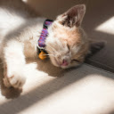 Orange Cat Sleeping on the Grey Surface  screen for extension Chrome web store in OffiDocs Chromium