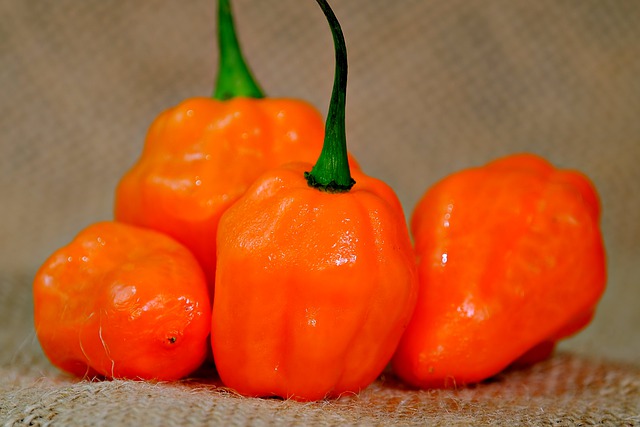 Free download orange chilli orange chilli pepper free picture to be edited with GIMP free online image editor