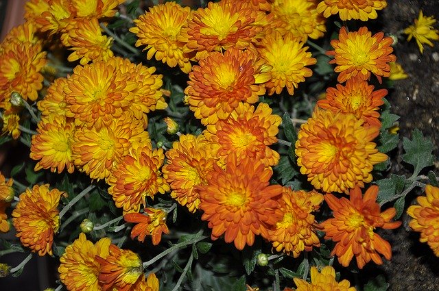 Free download Orange Chrysanthemum -  free photo or picture to be edited with GIMP online image editor