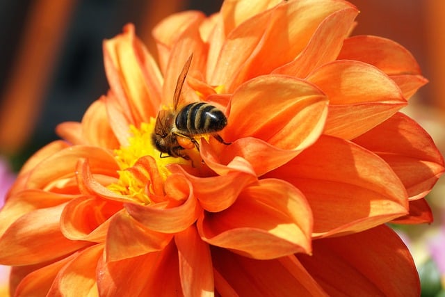 Free download orange dahlia bee pollination free picture to be edited with GIMP free online image editor