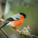 Orange Feathered Bird  screen for extension Chrome web store in OffiDocs Chromium