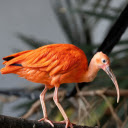 Orange feathered long beaked bird  screen for extension Chrome web store in OffiDocs Chromium