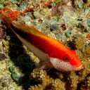 Orange Fish  screen for extension Chrome web store in OffiDocs Chromium