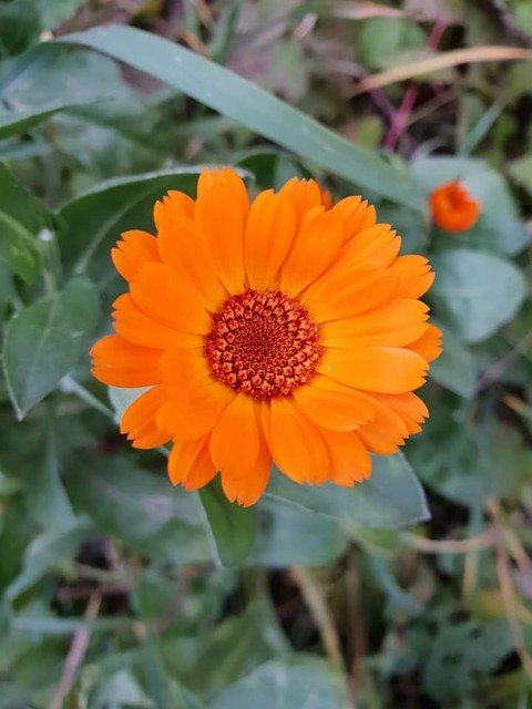 Безкоштовно завантажте Orange Flower - безкоштовне фото або зображення для редагування за допомогою онлайн-редактора зображень GIMP