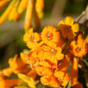 Orange flower clusters  screen for extension Chrome web store in OffiDocs Chromium