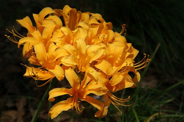 Free download Orange Flower Lilly -  free photo or picture to be edited with GIMP online image editor