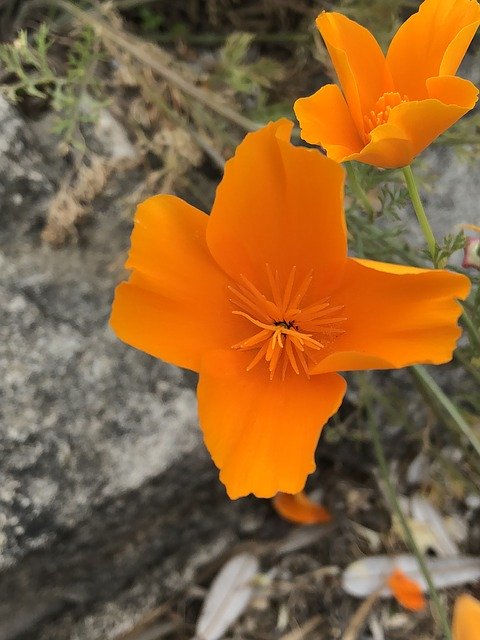 Free download Orange Flower Nature -  free photo or picture to be edited with GIMP online image editor