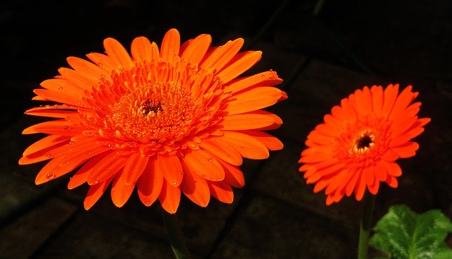 Free download Orange Flowers -  free free photo or picture to be edited with GIMP online image editor