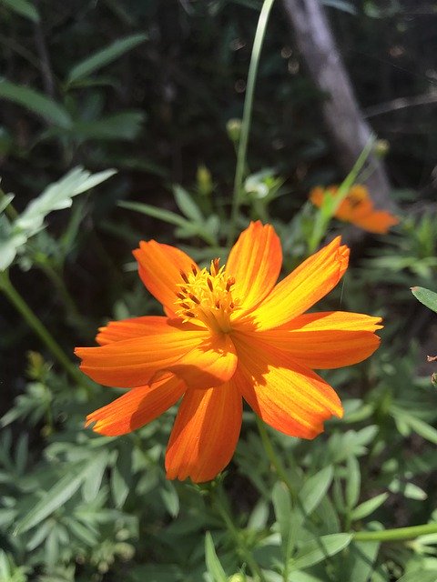 Téléchargement gratuit Fleurs Orange Enfants Le Soleil - photo ou image gratuite à modifier avec l'éditeur d'images en ligne GIMP