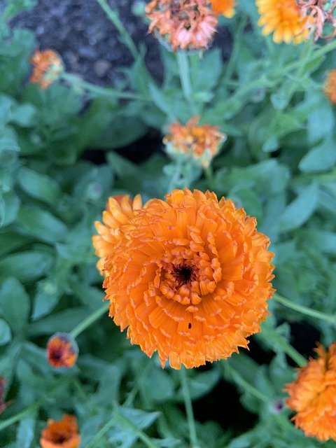 Скачать бесплатно Orange Flowers Plant - бесплатное фото или изображение для редактирования с помощью онлайн-редактора изображений GIMP
