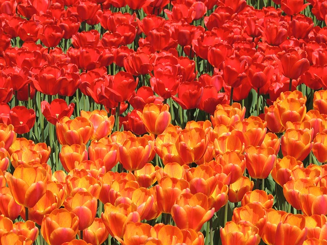 Free download orange flowers tulips red flowers free picture to be edited with GIMP free online image editor