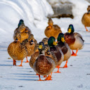 Orange footed Ducks  screen for extension Chrome web store in OffiDocs Chromium