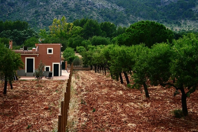 Free download orange garden mediterranean spain free picture to be edited with GIMP free online image editor