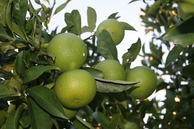 Free download orange green fruit tree citrus free picture to be edited with GIMP free online image editor