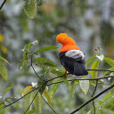 Orange headed bird  screen for extension Chrome web store in OffiDocs Chromium