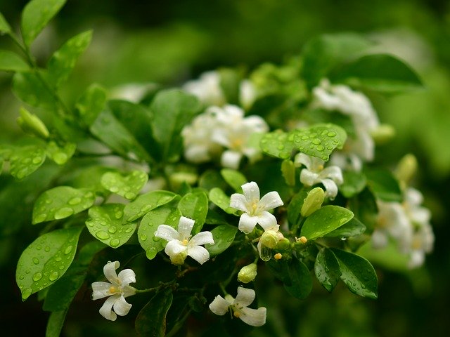 Free download Orange Jasmine White Flowers free photo template to be edited with GIMP online image editor