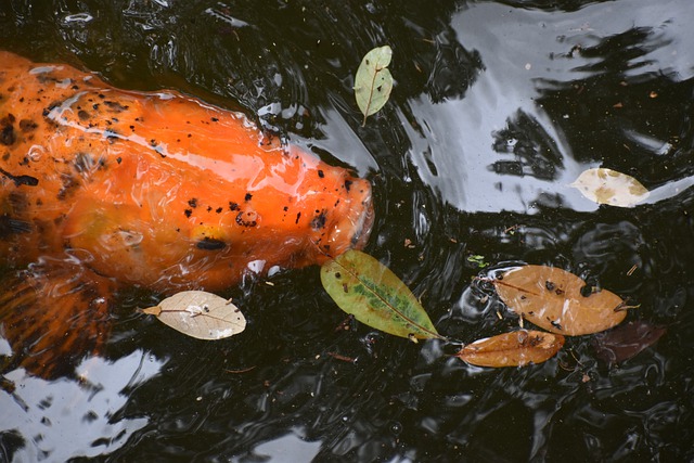 Free download orange koi goldfish tropical fish free picture to be edited with GIMP free online image editor